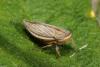 Athysanus argentarius